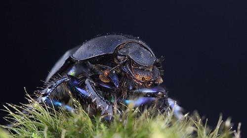 Anoplotrupes stercorosus